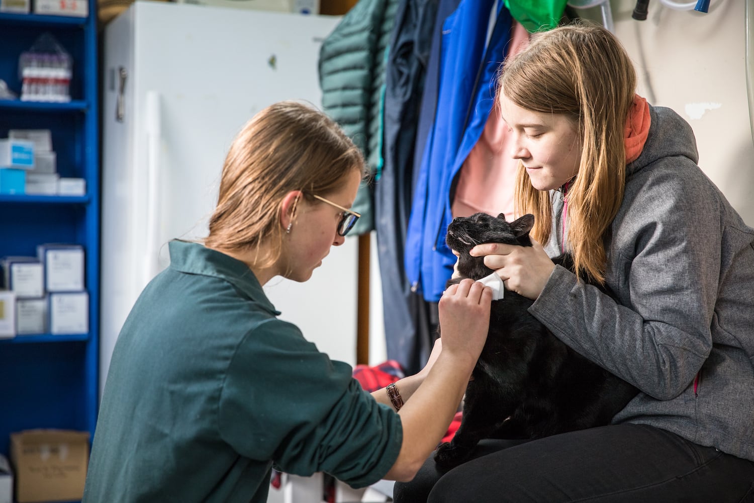 Cat being checked by veterinary students at Knutsford Farm